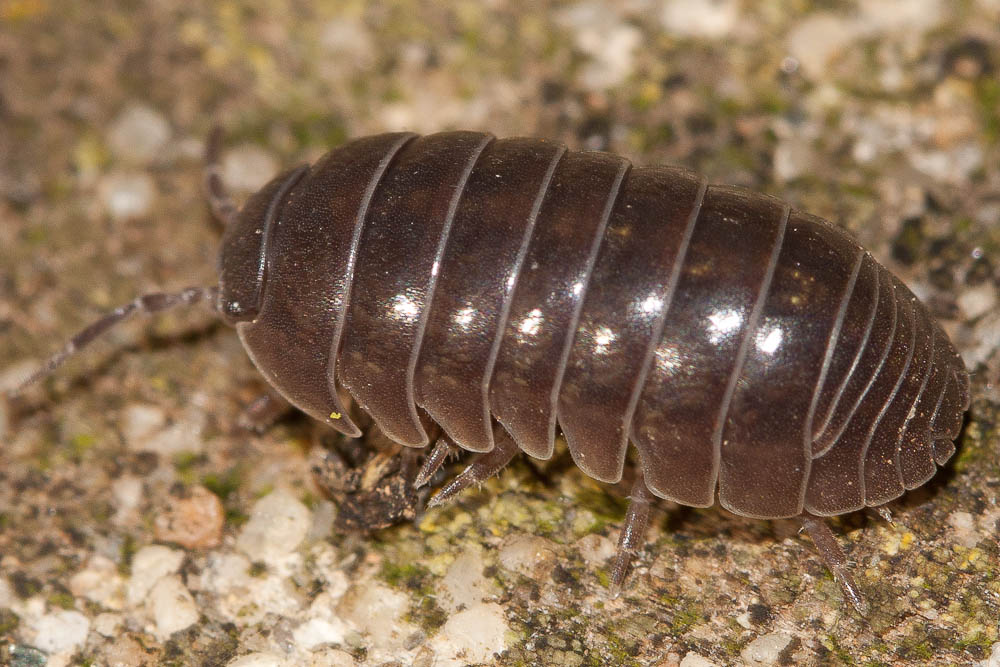 Cloporte commun (Le), Armadille commune (L'), Arma Armadillidium vulgare (Latreille, 1804)