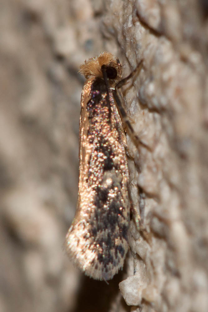 Monopis crocicapitella (Clemens, 1859)