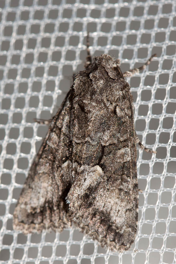 Jaspe gris (Le) Dryobotodes monochroma (Esper, 1790)