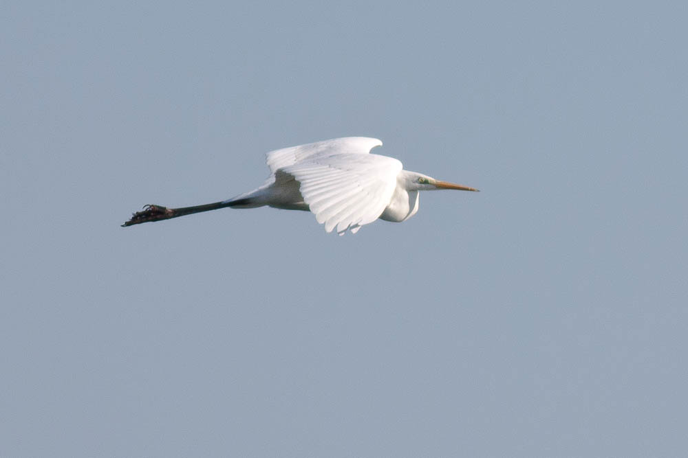 Grande Aigrette Ardea alba Linnaeus, 1758