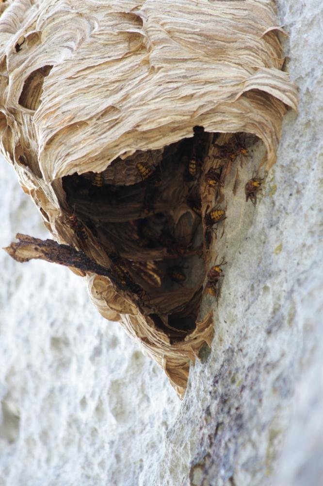 Frelon d'Europe, Frelon, Guichard Vespa crabro Linnaeus, 1758