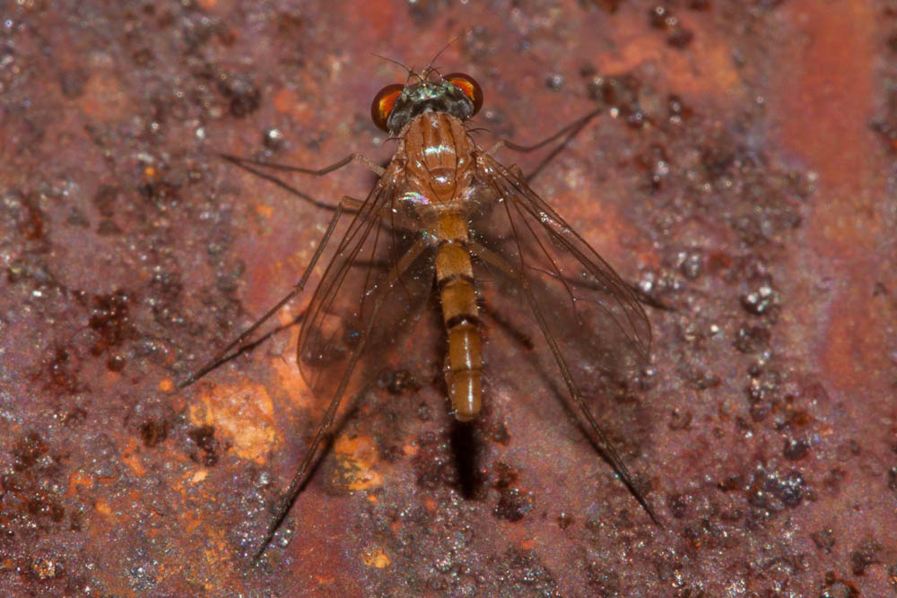Sciapus Zeller, 1842