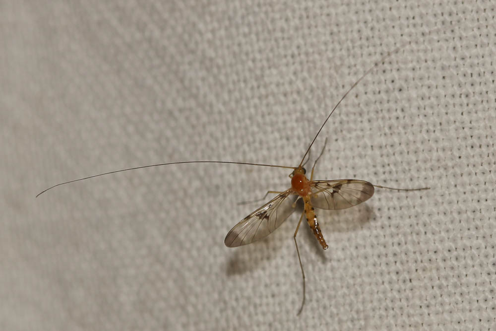 Macrocera phalerata Meigen, 1818