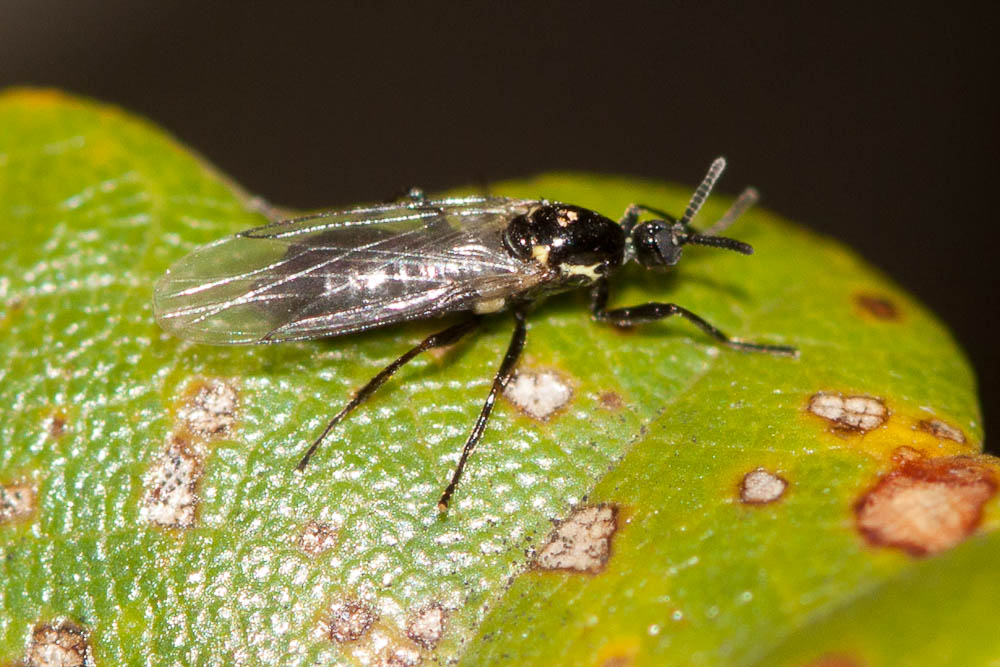 Scatopse noir Scatopse notata (Linnaeus, 1758)