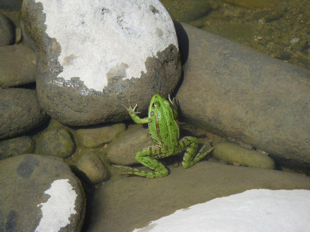 Grenouille rieuse Pelophylax ridibundus (Pallas, 1771)