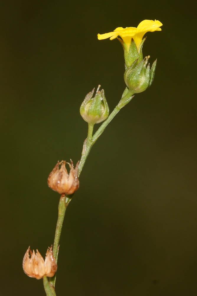 Lin de France Linum trigynum L., 1753