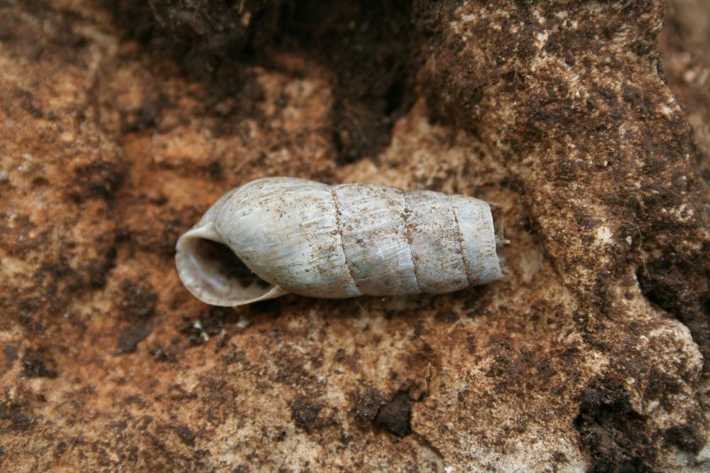 Bulime tronqué Rumina decollata (Linnaeus, 1758)