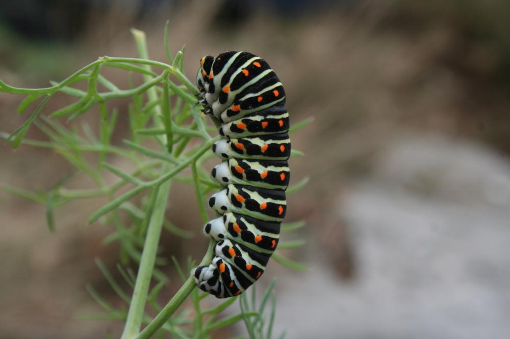Machaon (Le), Grand Porte-Queue (Le) Papilio machaon Linnaeus, 1758