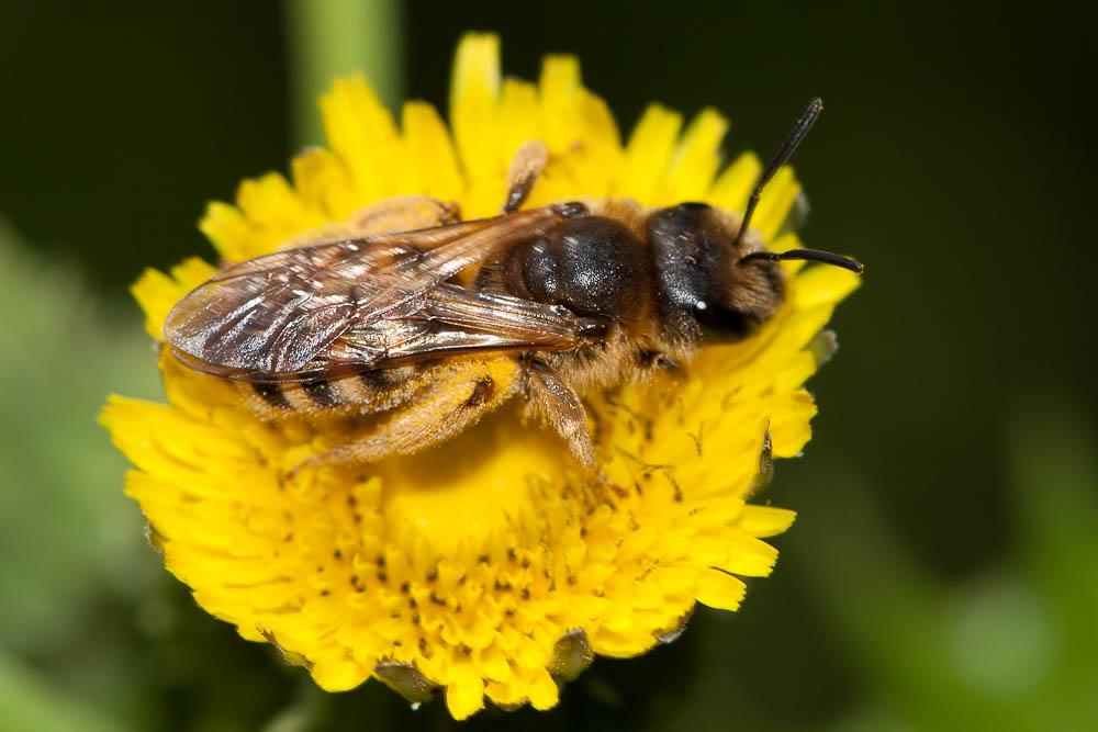 Halictus scabiosae (Rossi, 1790)