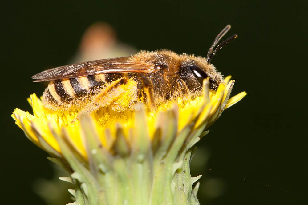Halictus scabiosae (Rossi, 1790)