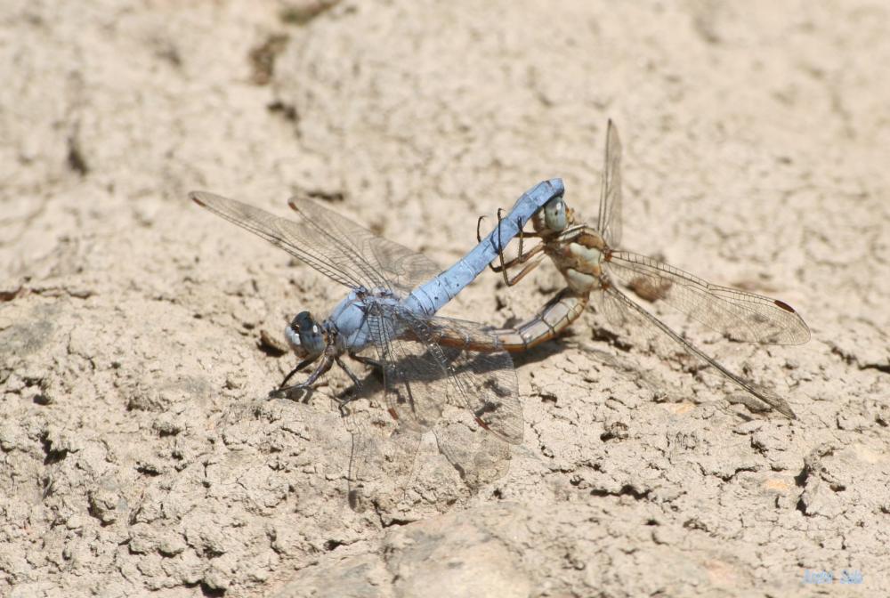 Orthétrum brun (L') Orthetrum brunneum (Boyer de Fonscolombe, 1837)