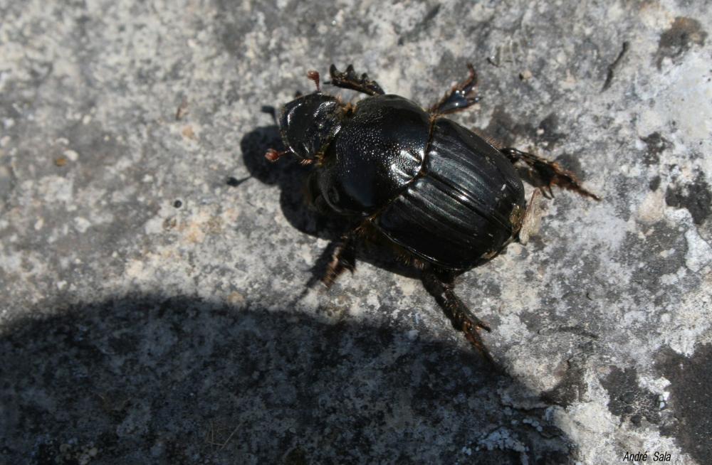 Bubas bubalus (Olivier, 1811)
