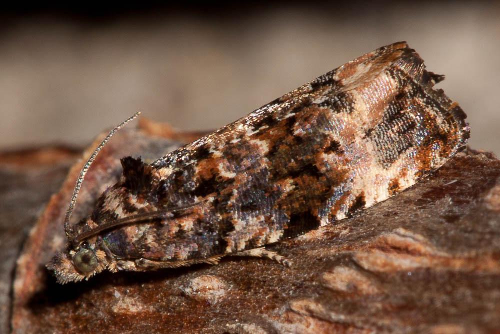 Endothenia gentianaeana (Hübner, 1799)
