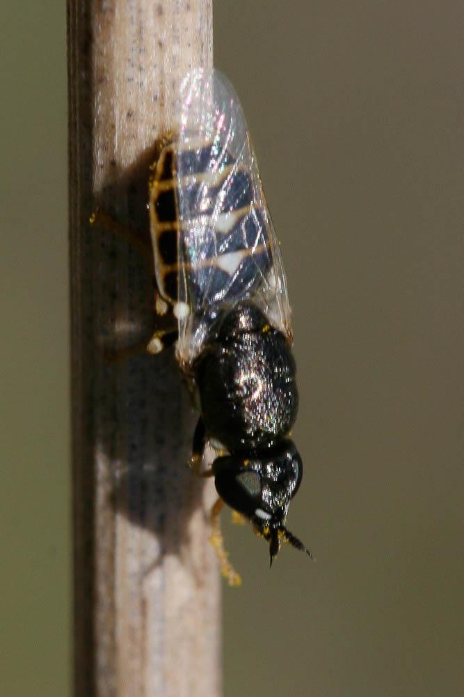 Nemotelus uliginosus (Linnaeus, 1767)