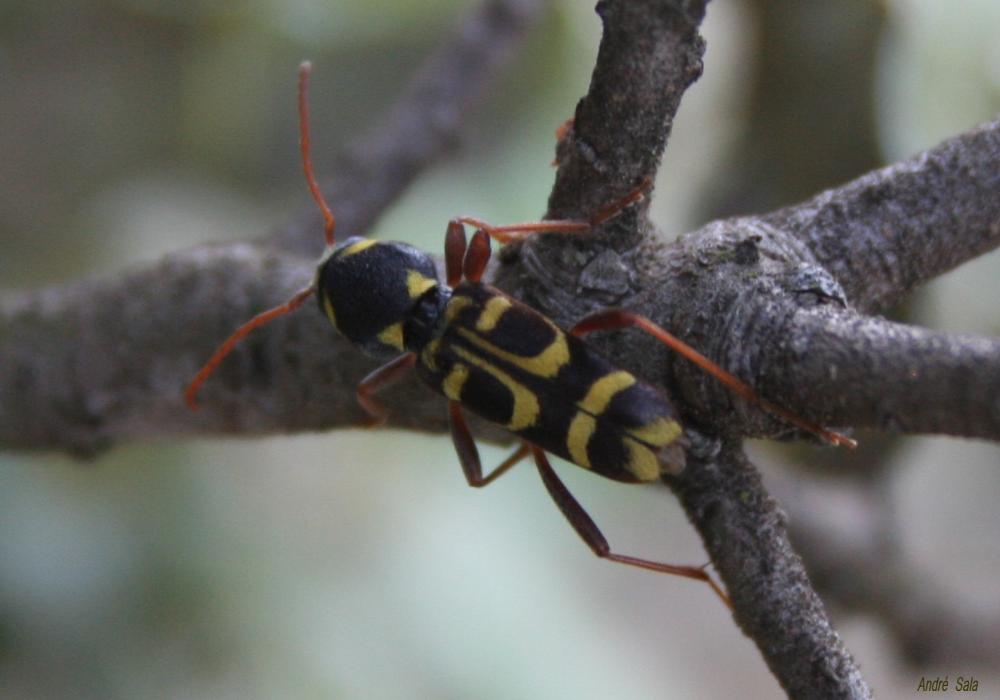 Xylotrechus arvicola (Olivier, 1795)