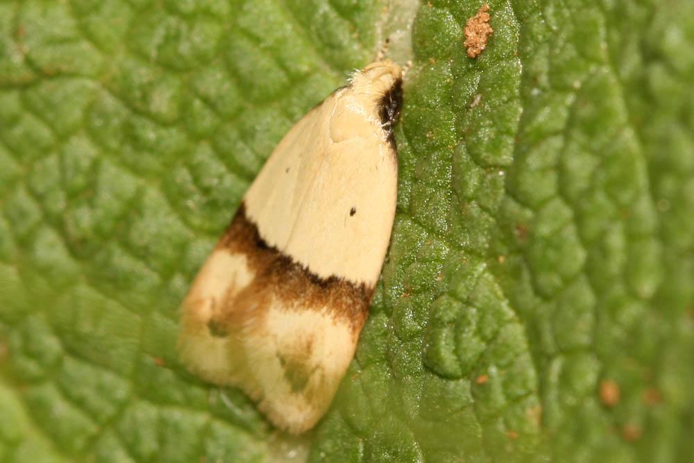 Odites kollarella (O. G. Costa, 1832)