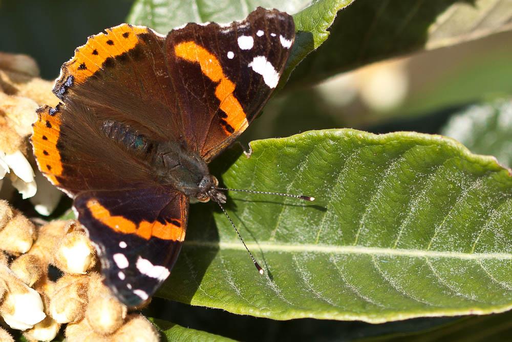 Vulcain (Le), Amiral (L'), Vanesse Vulcain (La), C Vanessa atalanta (Linnaeus, 1758)
