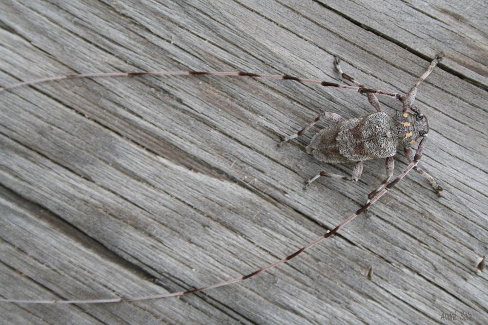 Acanthocinus aedilis (Linnaeus, 1758)