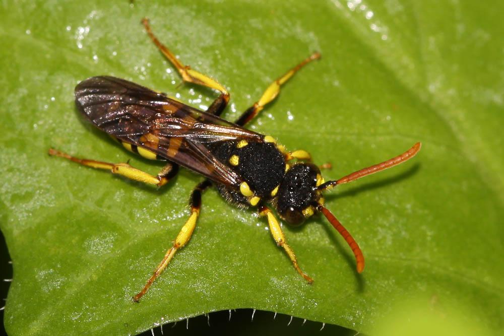 Nomada succincta Panzer, 1798
