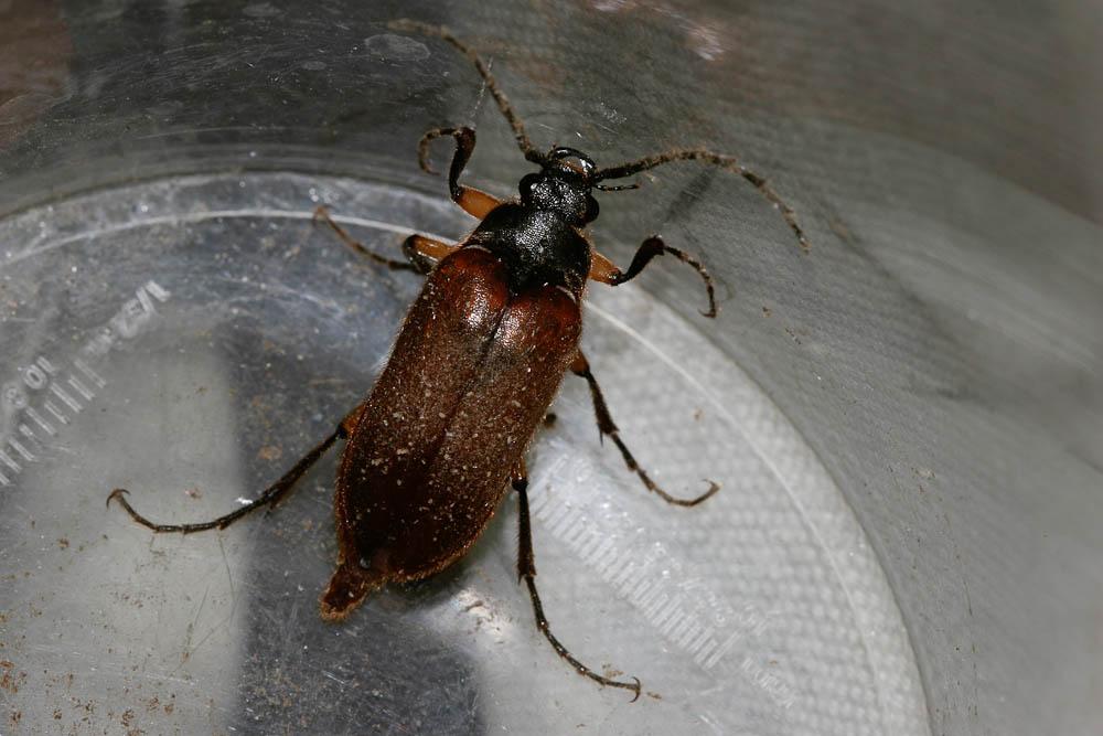  Cebrio gigas (Fabricius, 1787)