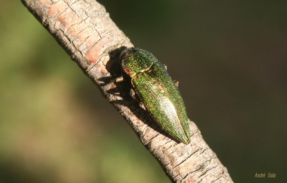 Latipalpe à dos plat Latipalpis plana (Olivier, 1790)