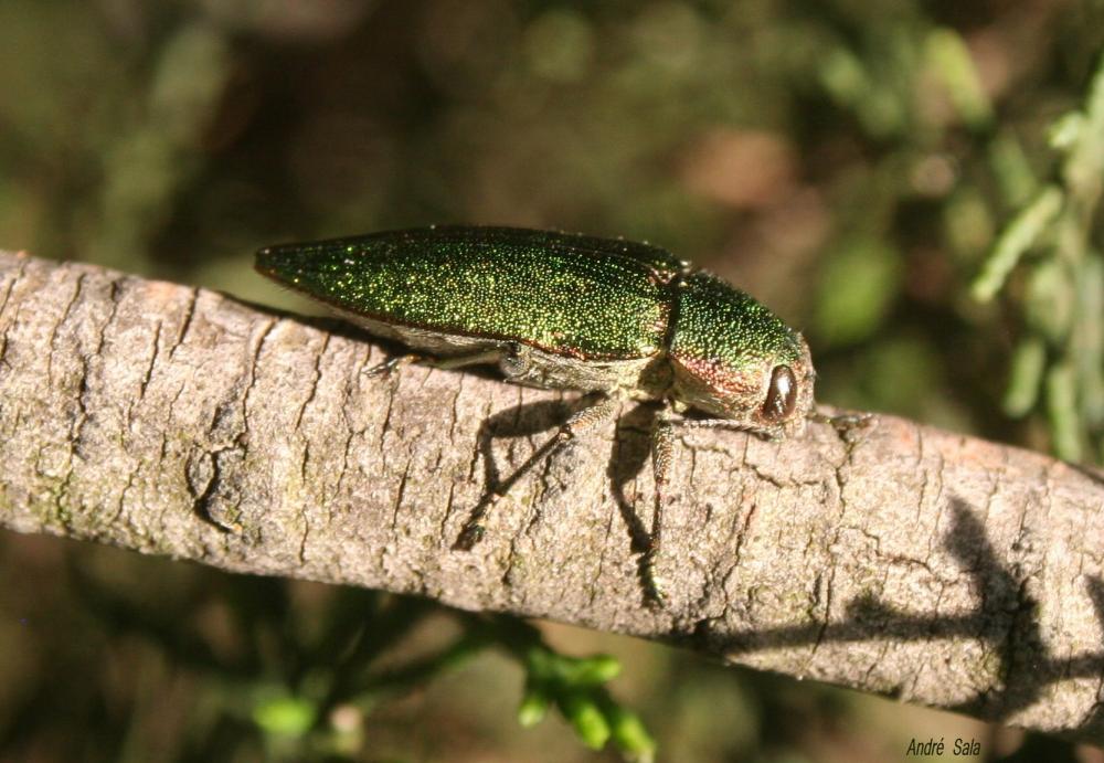 Latipalpe à dos plat Latipalpis plana (Olivier, 1790)
