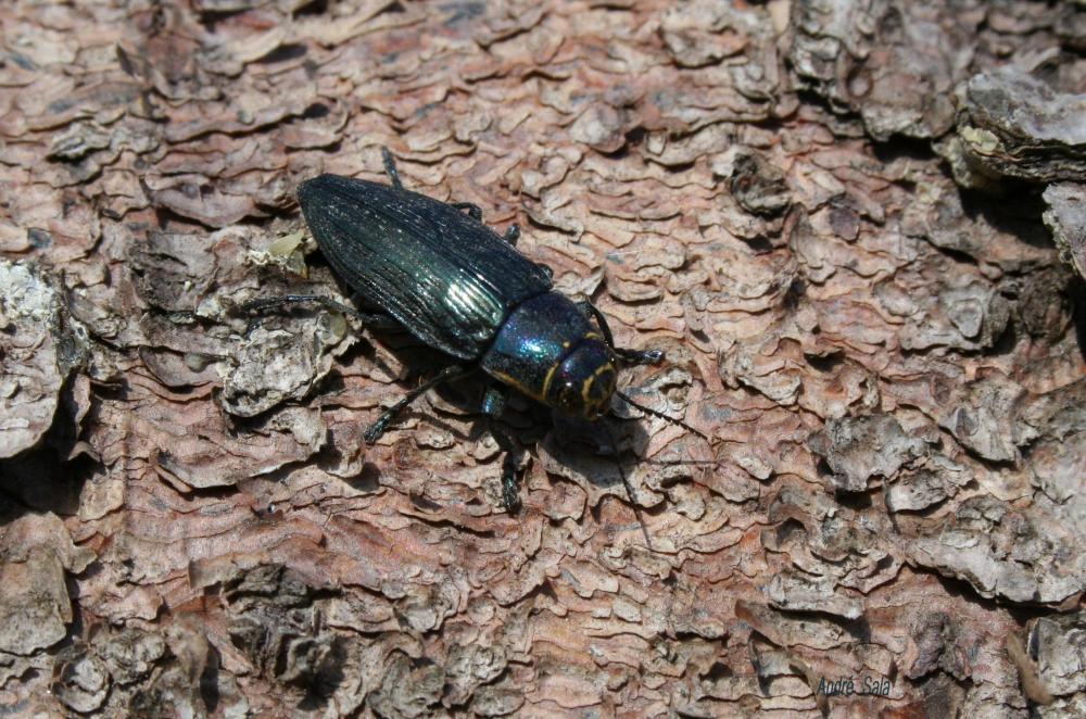 Buprestis haemorrhoidalis Herbst, 1780