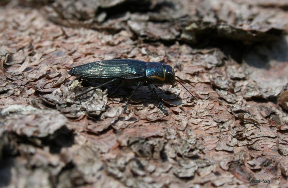  Buprestis haemorrhoidalis Herbst, 1780
