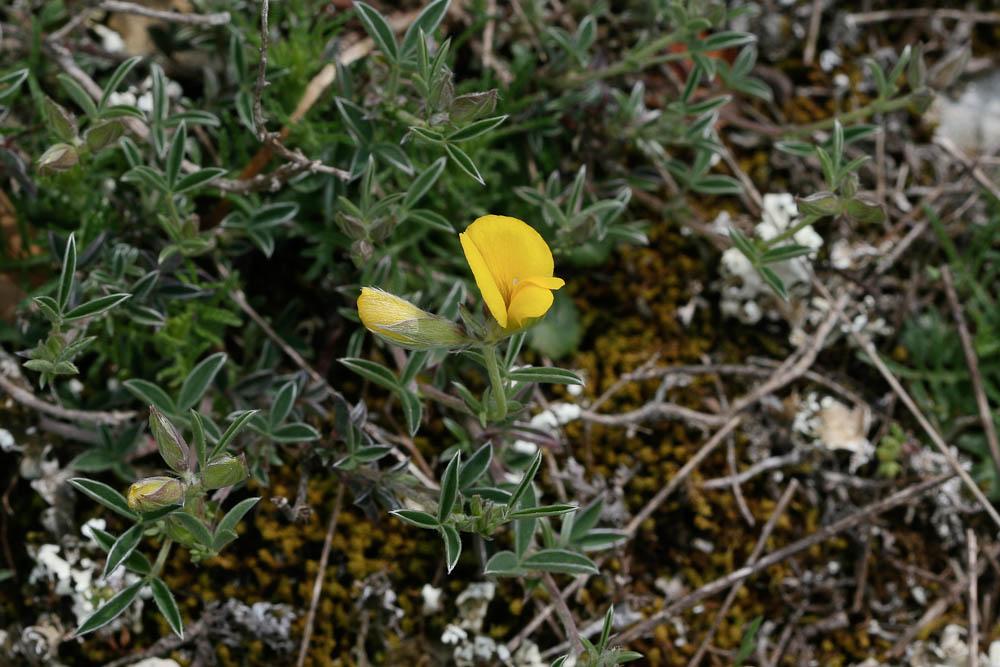 Argyrolobe de Linné Argyrolobium zanonii (Turra) P.W.Ball, 1968
