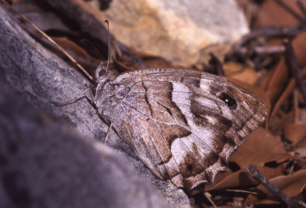 Chevron blanc (Le), Faune (Le), Ocellé pindique (L Hipparchia fidia (Linnaeus, 1767)