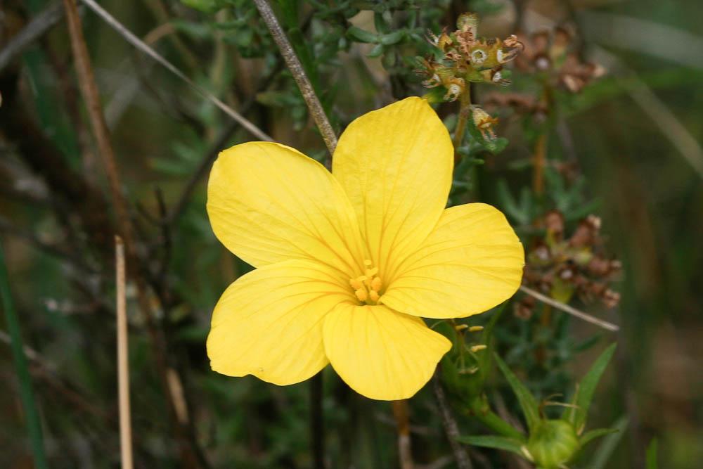 Lin campanulé Linum campanulatum L., 1753