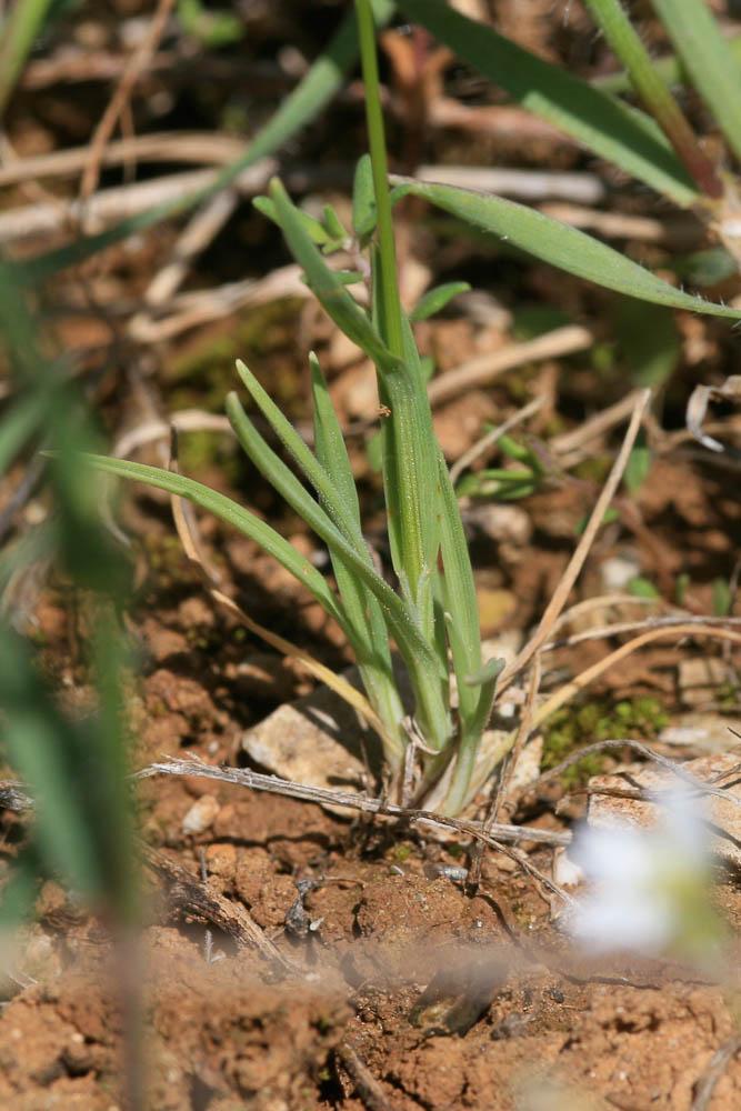 Échinaire à têtes Echinaria capitata (L.) Desf., 1799