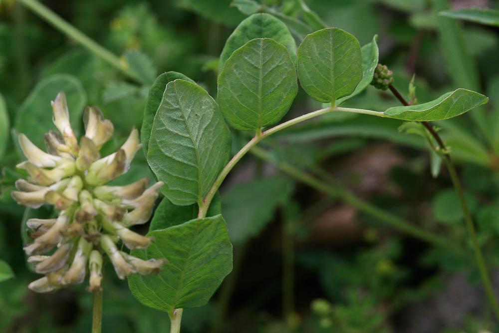 Réglisse sauvage, Astragale à feuilles de Réglisse Astragalus glycyphyllos L., 1753