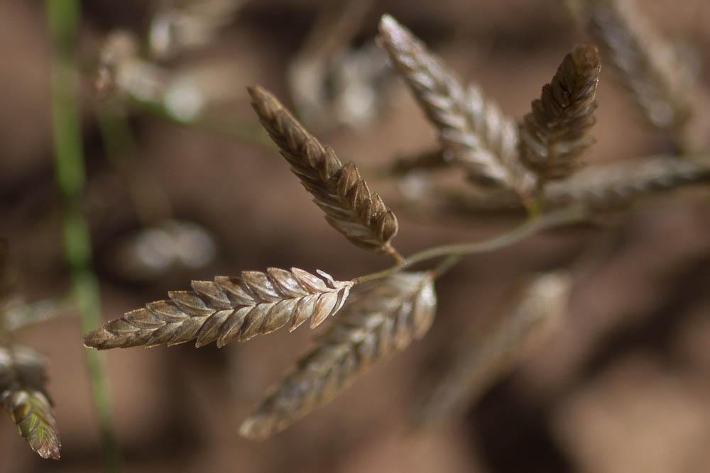 Grand erogrostis, Éragrostide Amourette Eragrostis cilianensis (All.) Vignolo ex Janch., 1907