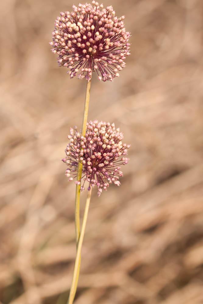 Ail à nombreuses fleurs, Poireau des vignes Allium polyanthum Schult. & Schult.f., 1830