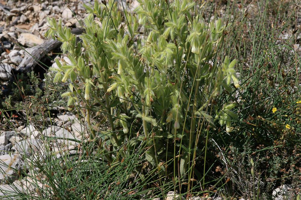 Orcanette fastigiée Onosma tricerosperma subsp. fastigiata (Braun-Blanq.) G.López, 1994