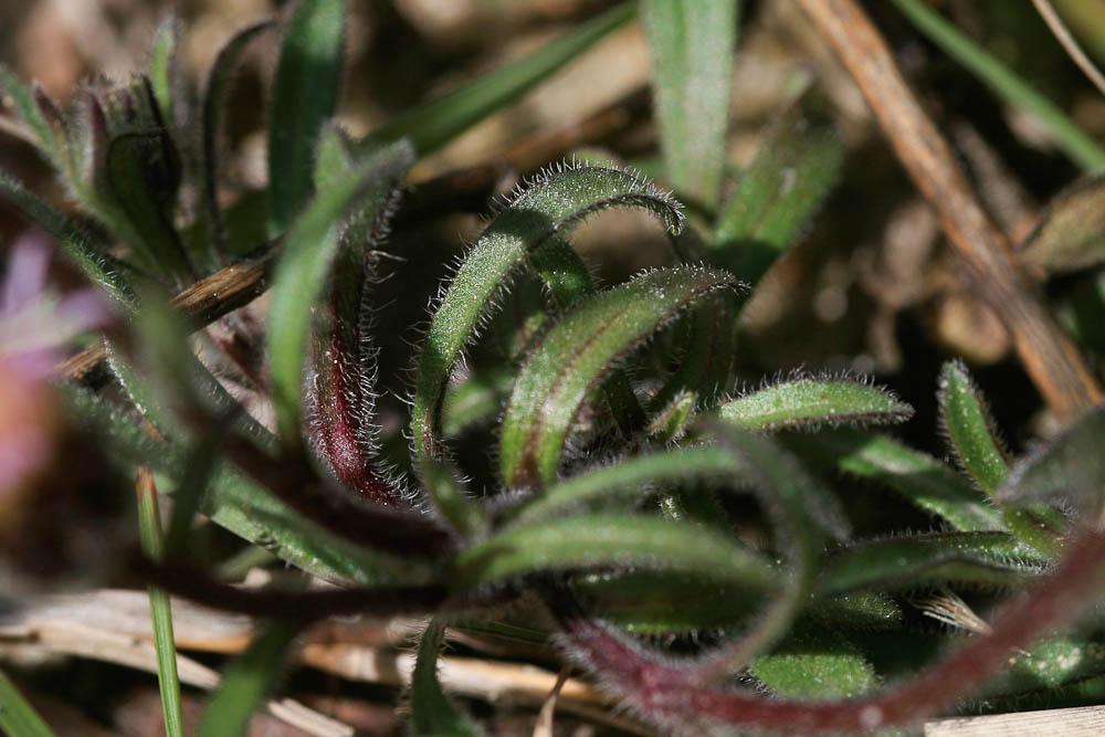 Vergerette acre, Érigeron âcre Erigeron acris L., 1753
