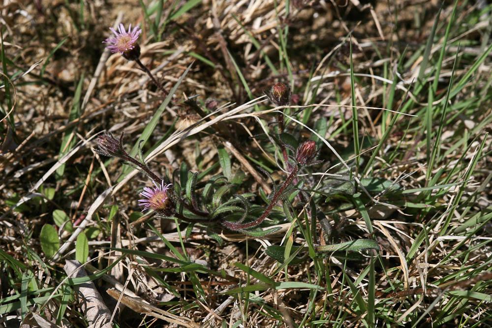 Vergerette acre, Érigeron âcre Erigeron acris L., 1753