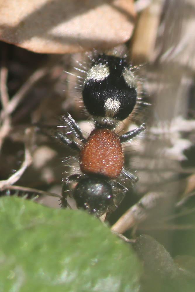  Dasylabris maura (Linnaeus, 1758)