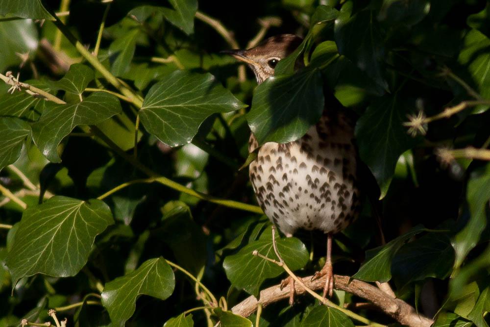 Grive musicienne Turdus philomelos C. L. Brehm, 1831
