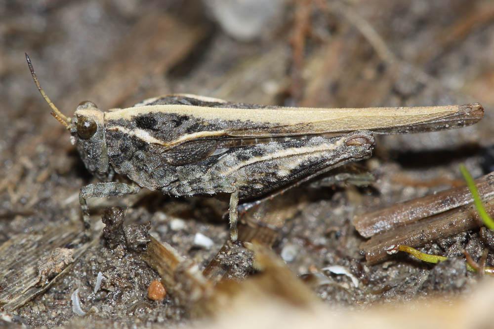 Tétrix des plages, Tétrix méridional Paratettix meridionalis (Rambur, 1838)