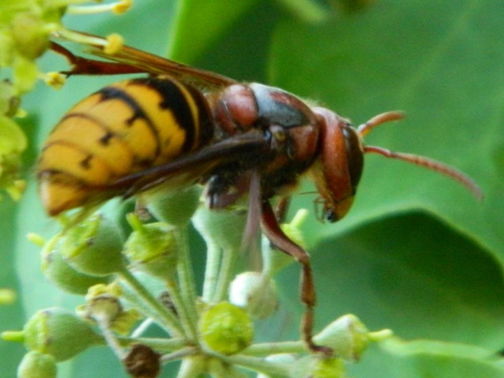 Frelon d'Europe, Frelon, Guichard Vespa crabro Linnaeus, 1758