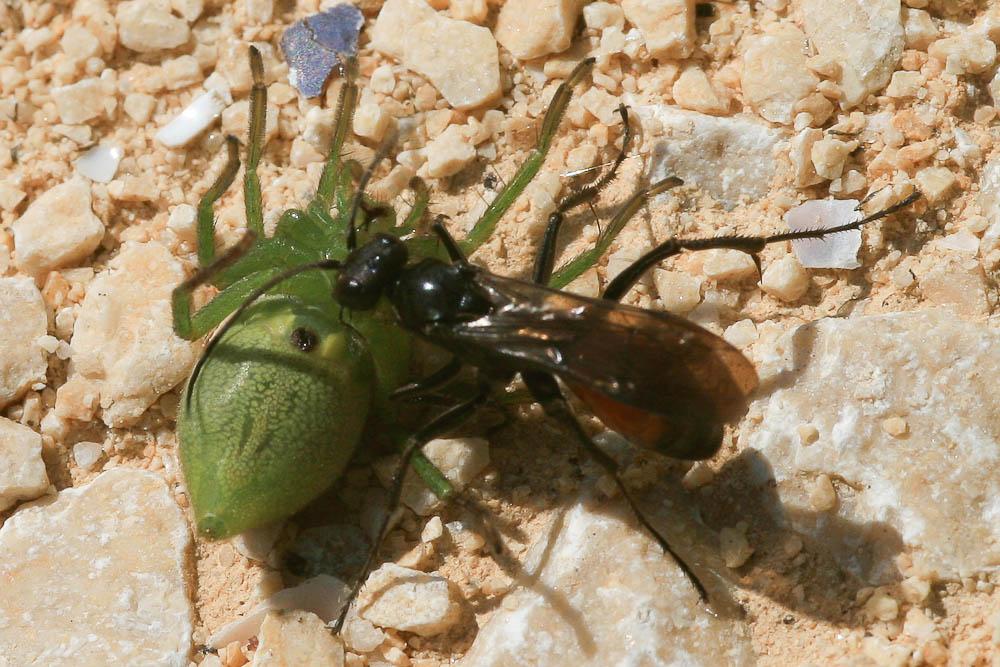 Micrommata ligurinum (C. L. Koch, 1845)