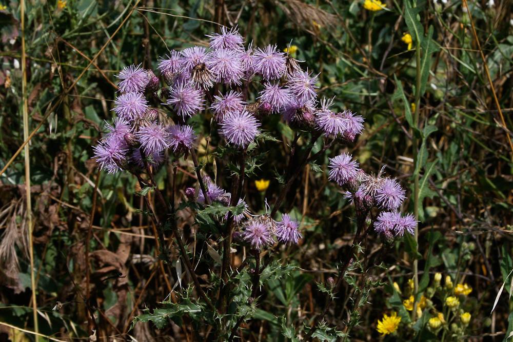 Cirse des champs, Chardon des champs Cirsium arvense (L.) Scop., 1772
