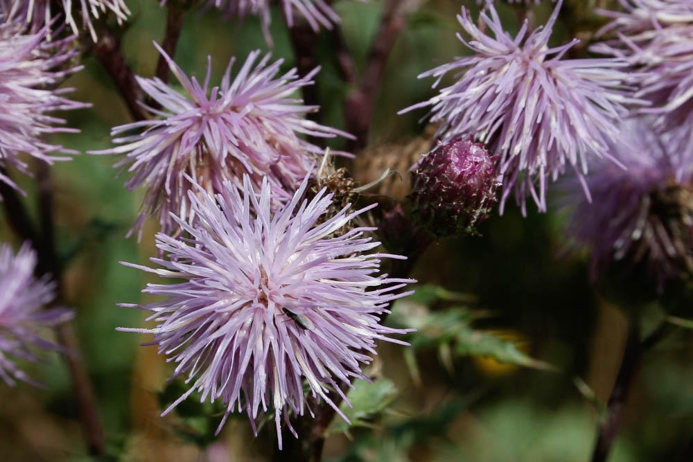 Cirse des champs, Chardon des champs Cirsium arvense (L.) Scop., 1772