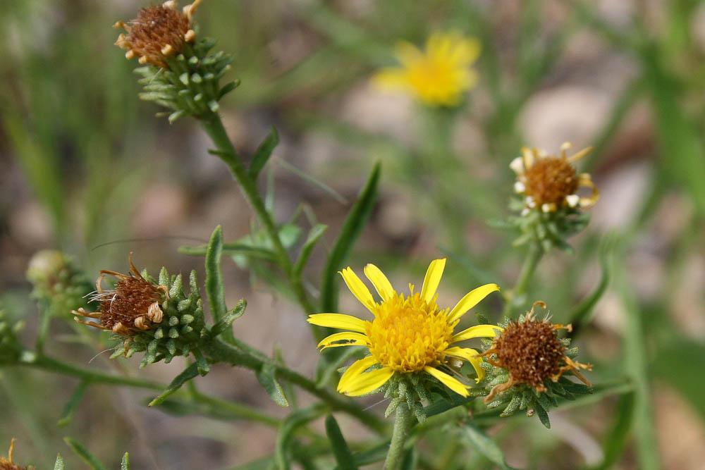 Jasonie Jasonia tuberosa (L.) DC., 1836