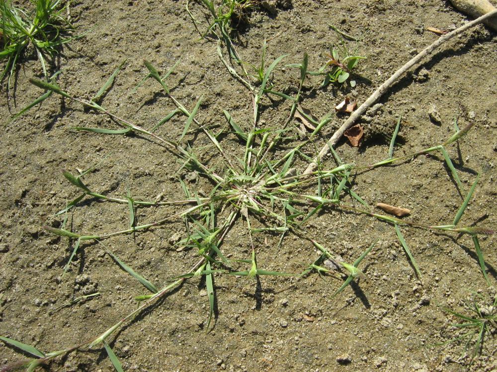 Crypsis faux choin, Crypside faux Choin Crypsis schoenoides (L.) Lam., 1791