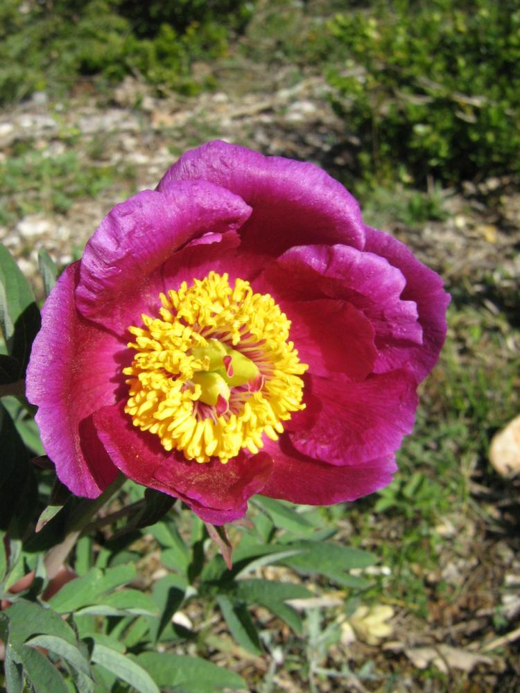 Pivoine officinale Paeonia officinalis L., 1753
