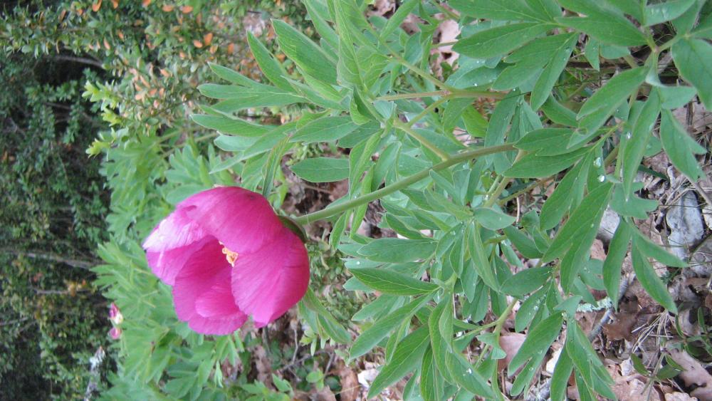 Pivoine officinale Paeonia officinalis L., 1753