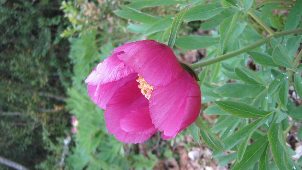 Pivoine officinale Paeonia officinalis L., 1753